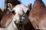 Bactrian Camel