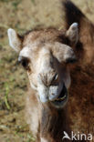 Bactrian Camel