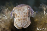 Common Cuttlefish (Sepia officinalis)