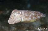 Common Cuttlefish (Sepia officinalis)