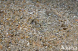 Common Cuttlefish (Sepia officinalis)