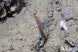 Common prawn (Palaemon serratus)