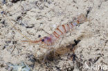 Common prawn (Palaemon serratus)