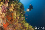 Gorgonian fan (Paramuricea clavata)