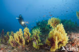 Gorgonian fan (Paramuricea clavata)