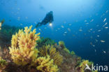 Gorgonian fan (Paramuricea clavata)