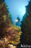 Gorgonian fan (Paramuricea clavata)