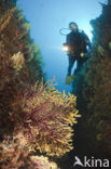 Gorgonian fan (Paramuricea clavata)