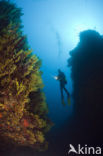 Gorgonian fan (Paramuricea clavata)