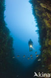 Gorgonian fan (Paramuricea clavata)