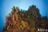 Gorgonian fan (Paramuricea clavata)