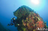 Gorgonian fan (Paramuricea clavata)