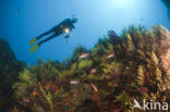 Gorgonian fan (Paramuricea clavata)