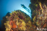 Gorgonian fan (Paramuricea clavata)