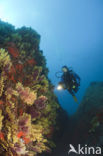 Gorgonian fan (Paramuricea clavata)