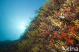 Gorgonian fan (Paramuricea clavata)