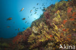 Gorgonian fan (Paramuricea clavata)