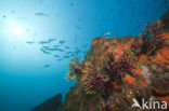 Gorgonian fan (Paramuricea clavata)