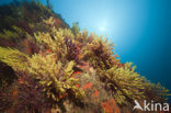 Gorgonian fan (Paramuricea clavata)