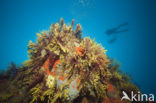 Gorgonian fan (Paramuricea clavata)