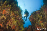 Gorgonian fan (Paramuricea clavata)