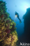 Gorgonian fan (Paramuricea clavata)