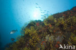 Gorgonian fan (Paramuricea clavata)