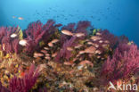 Gorgonian fan (Paramuricea clavata)