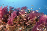 Gorgonian fan (Paramuricea clavata)