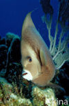 Grey angelfish (Pomacanthus arcuatus)