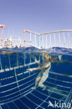 Grote oceaan