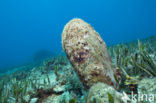 Noble pen shell (Pinna nobilis)