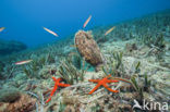 Grote steekmossel (Pinna nobilis)