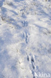 Brown Hare (Lepus europaeus)