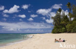 Haleiwa Beach Park