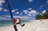 Haleiwa Beach Park