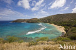 Hanauma Bay