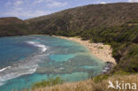 Hanauma Bay