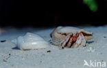 Hermit crab (Coenobita spec)
