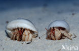 Hermit crab (Coenobita spec)