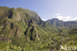 Iao Valley