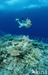 Indian Ocean