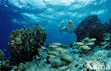 Indian Ocean