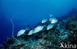 Island trevally