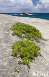 Kahuku Makahoa Point