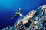 Hawksbill Turtle (Eretmochelys imbricata) 