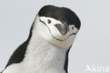 Bearded penguin