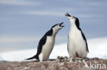 Bearded penguin