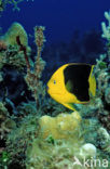 Rock beauty (Holacanthus tricolor)