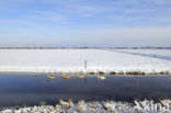 Knobbelzwaan (Cygnus olor)